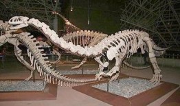 赣县恐龙化石爆料案件最新,揭秘古生物宝藏背后的法律纷争